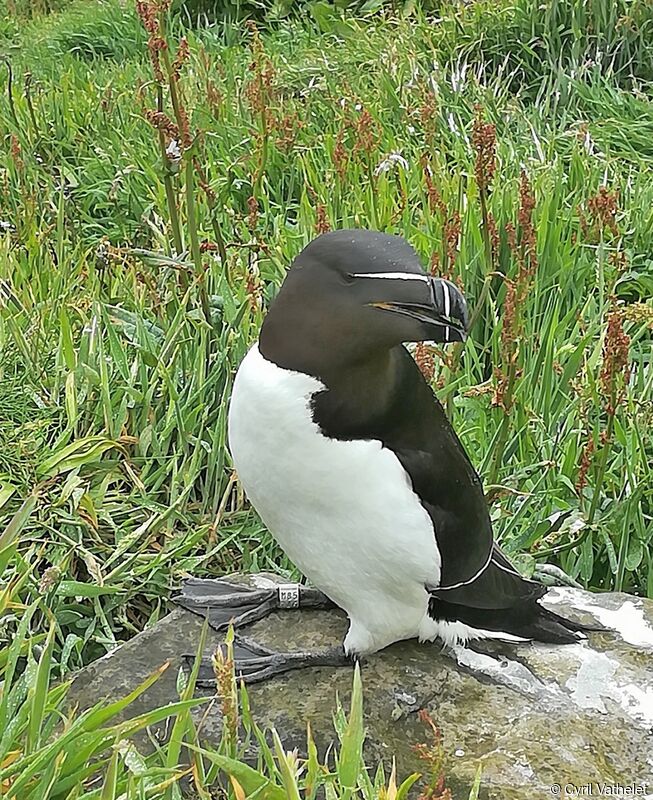 Pingouin tordaadulte nuptial, identification, composition