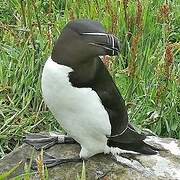 Razorbill