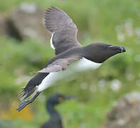 Razorbill