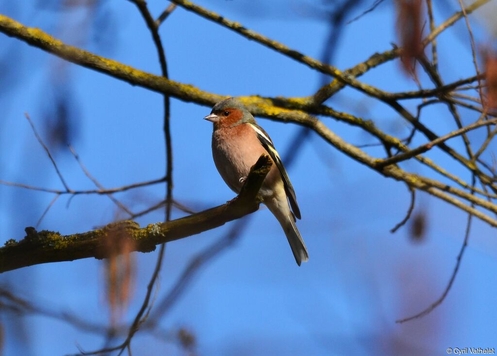 Common Chaffinch male adult, identification