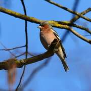 Eurasian Chaffinch