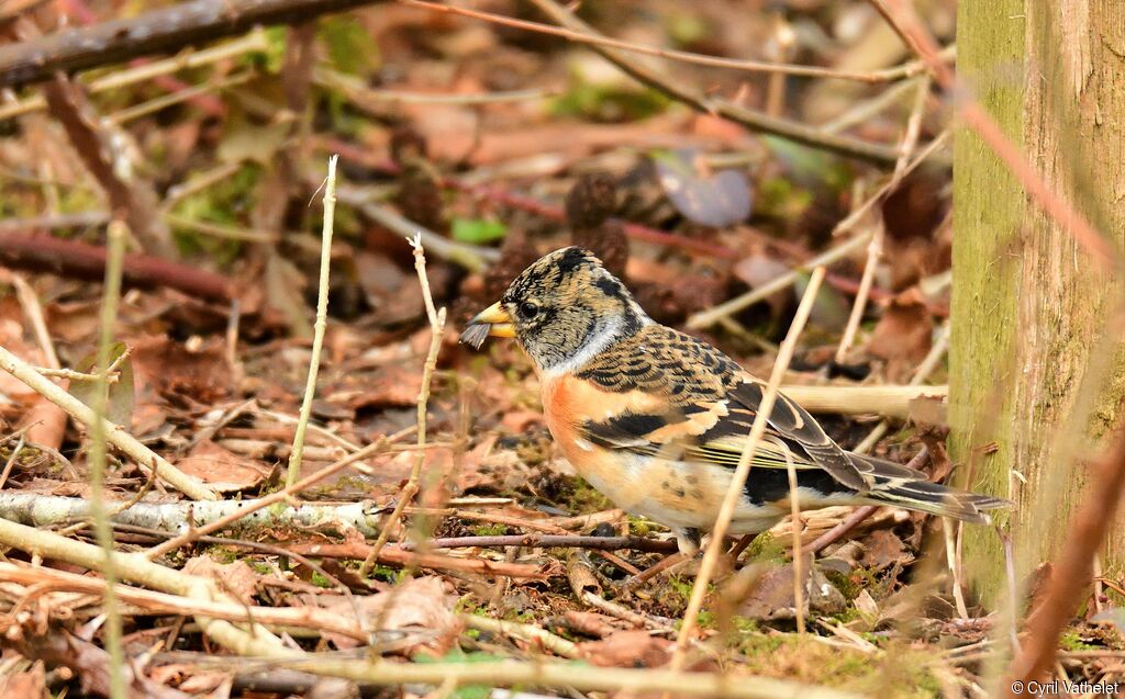 Brambling male, identification, aspect, walking, feeding habits, eats