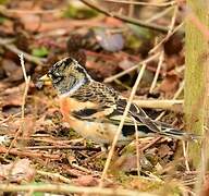 Brambling