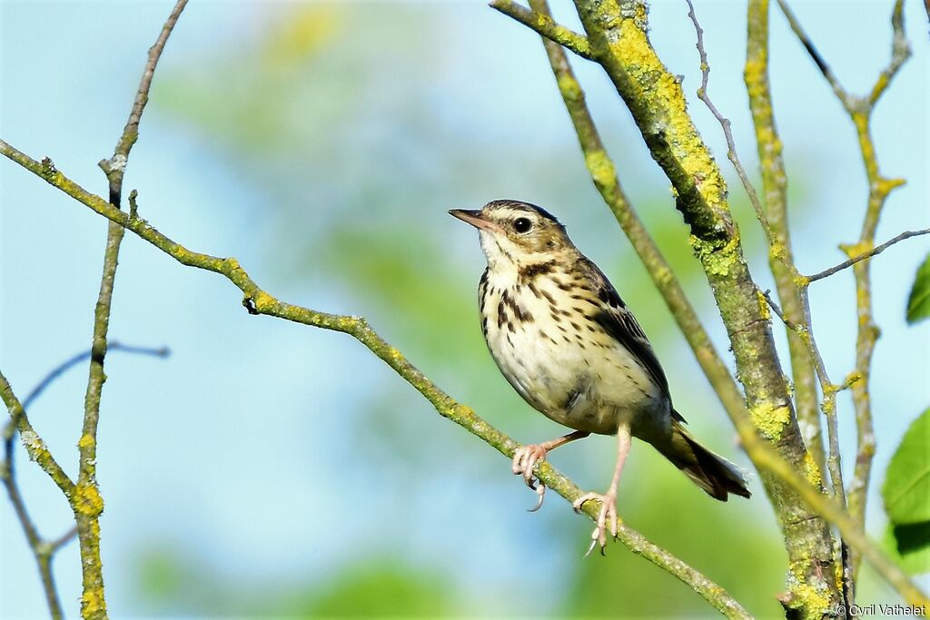 Pipit des arbres, identification