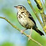 Pipit des arbres