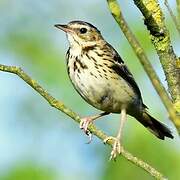 Tree Pipit