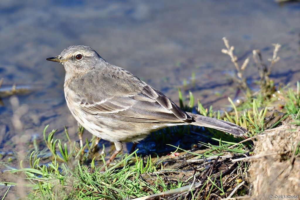 Water Pipitadult breeding, identification, aspect, walking