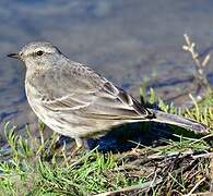 Water Pipit