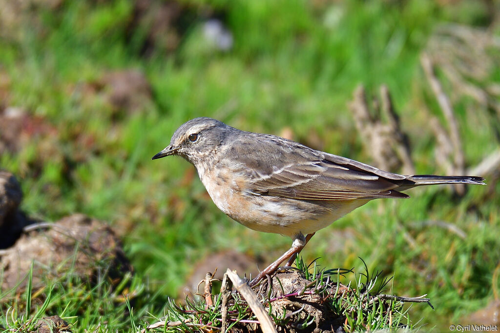 Pipit spioncelleadulte nuptial, identification, composition, marche