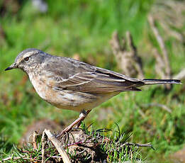 Pipit spioncelle