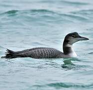 Common Loon