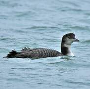 Common Loon