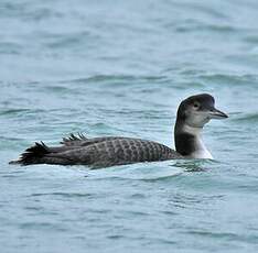 Plongeon imbrin