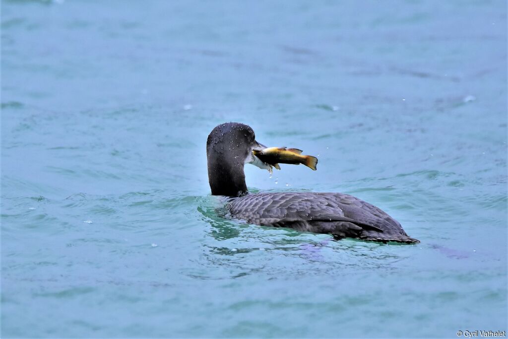 Plongeon imbrin1ère année, identification, composition, nage, régime, pêche/chasse, mange