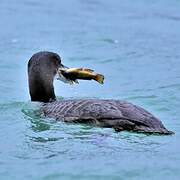 Common Loon