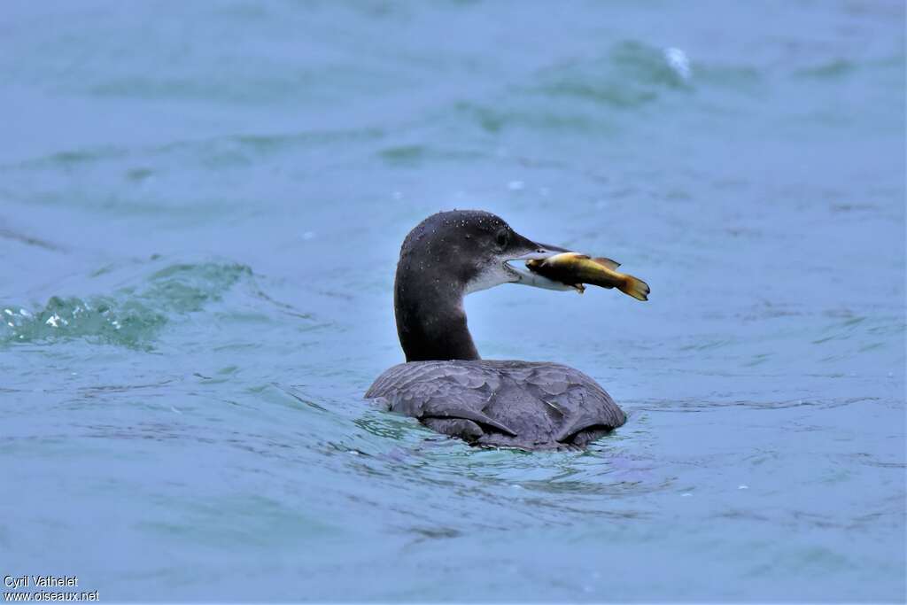 Plongeon imbrin1ère année, nage, régime, mange