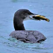 Common Loon