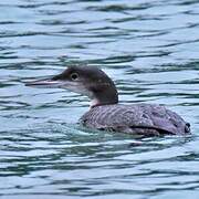 Common Loon