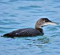 Common Loon