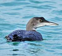 Common Loon