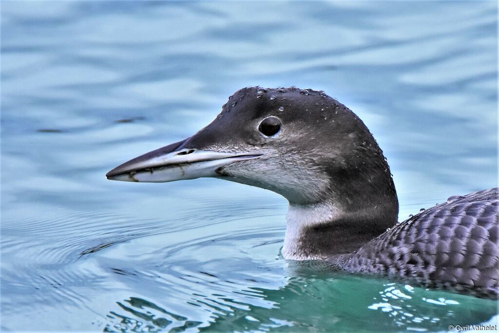 Common LoonFirst year, close-up portrait, swimming