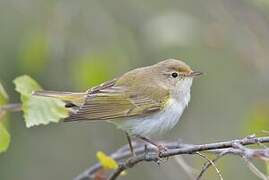 Western Bonelli's Warbler