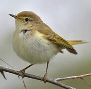 Western Bonelli's Warbler