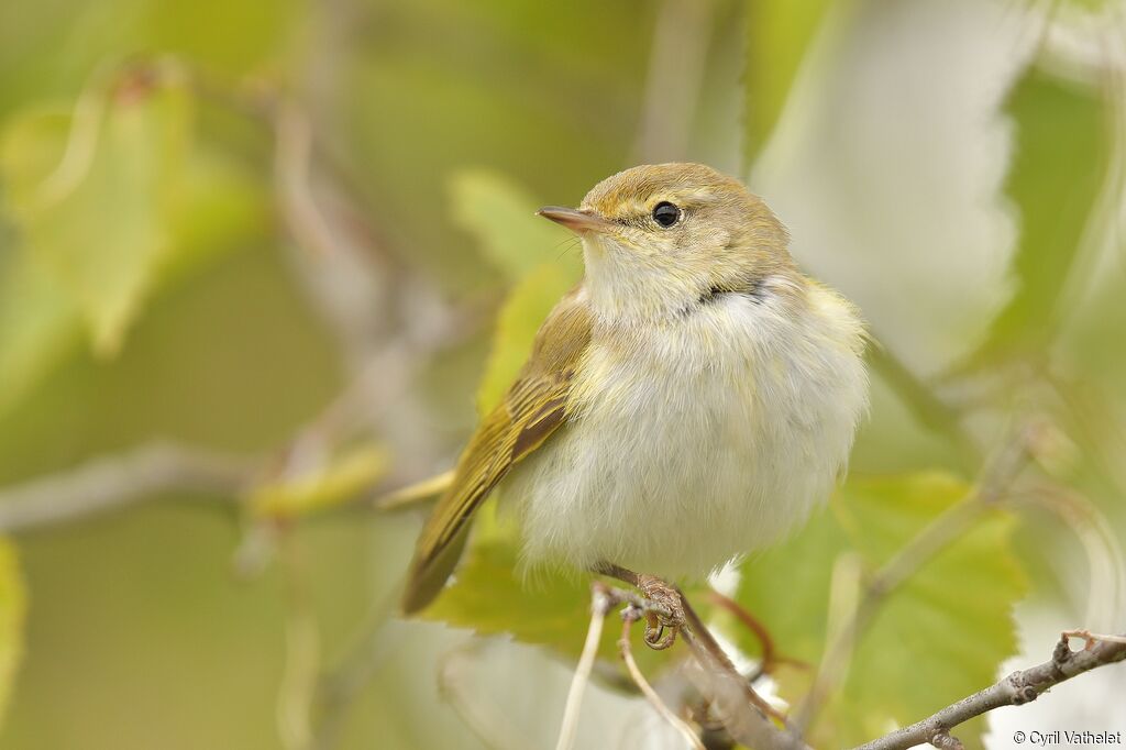 Pouillot de Bonelliadulte, identification, composition, pigmentation