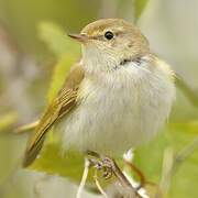 Western Bonelli's Warbler