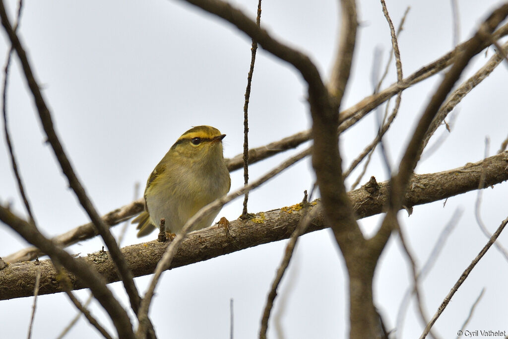 Pallas's Leaf Warbler, identification, aspect, pigmentation