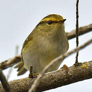 Pallas's Leaf Warbler