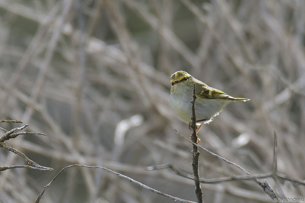 Pallas's Leaf Warbler, identification, aspect, pigmentation