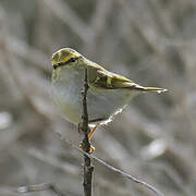 Pallas's Leaf Warbler