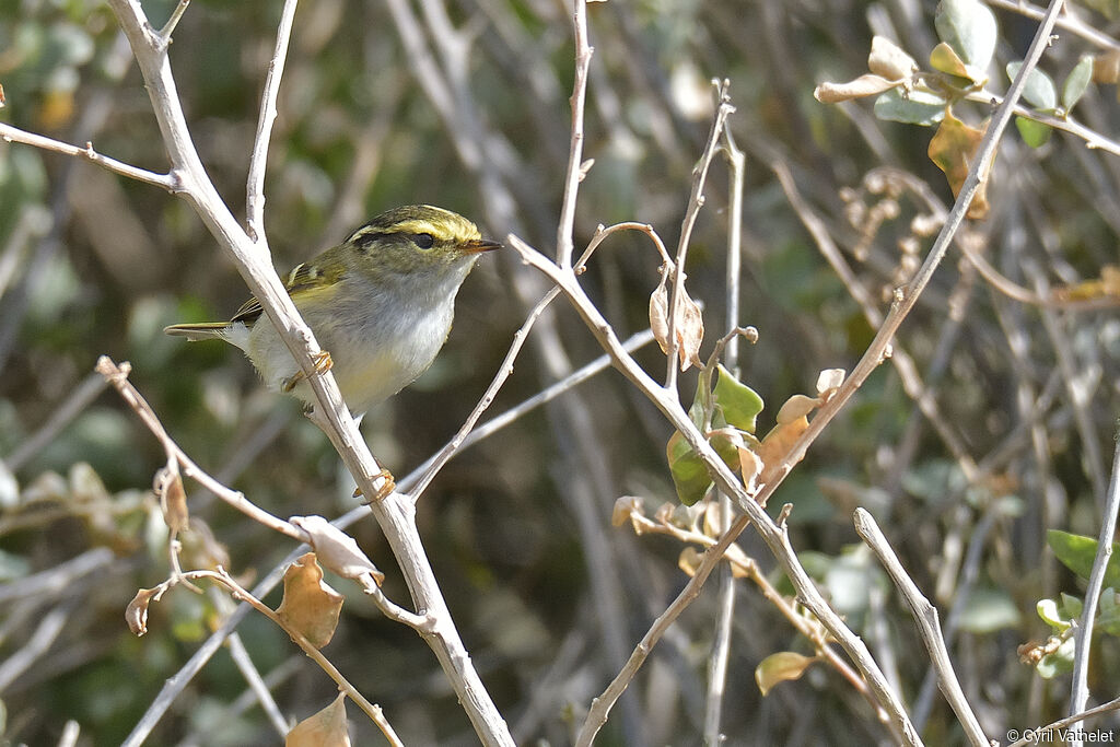 Pallas's Leaf Warbler, identification, aspect, pigmentation