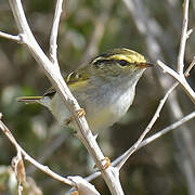 Pallas's Leaf Warbler