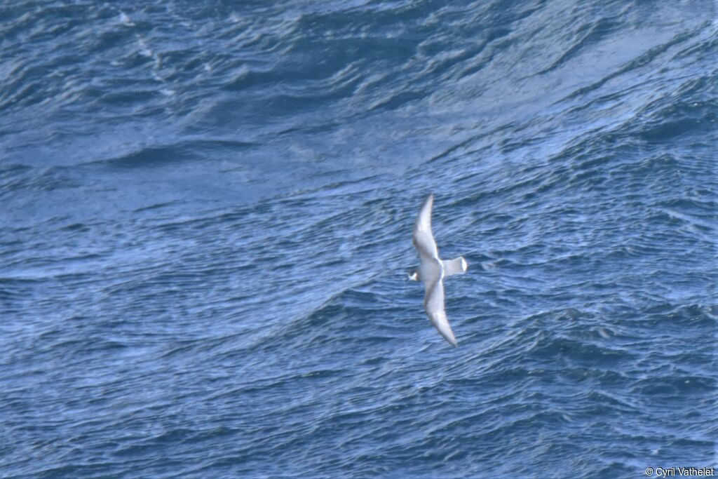 Blue Petrel, Flight