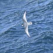 Blue Petrel