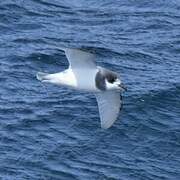 Blue Petrel