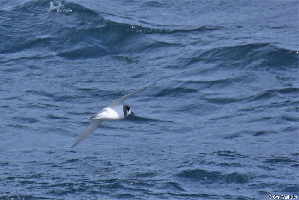 Blue Petrel, Flight