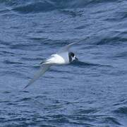 Blue Petrel