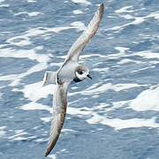 Blue Petrel