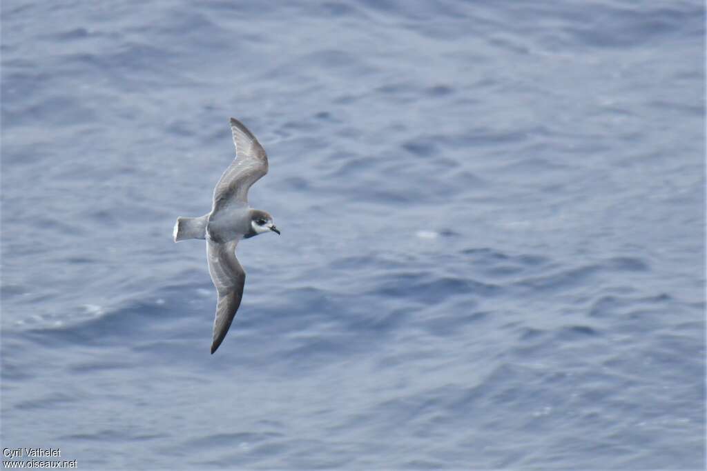 Blue Petrel, identification