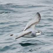 Antarctic Prion