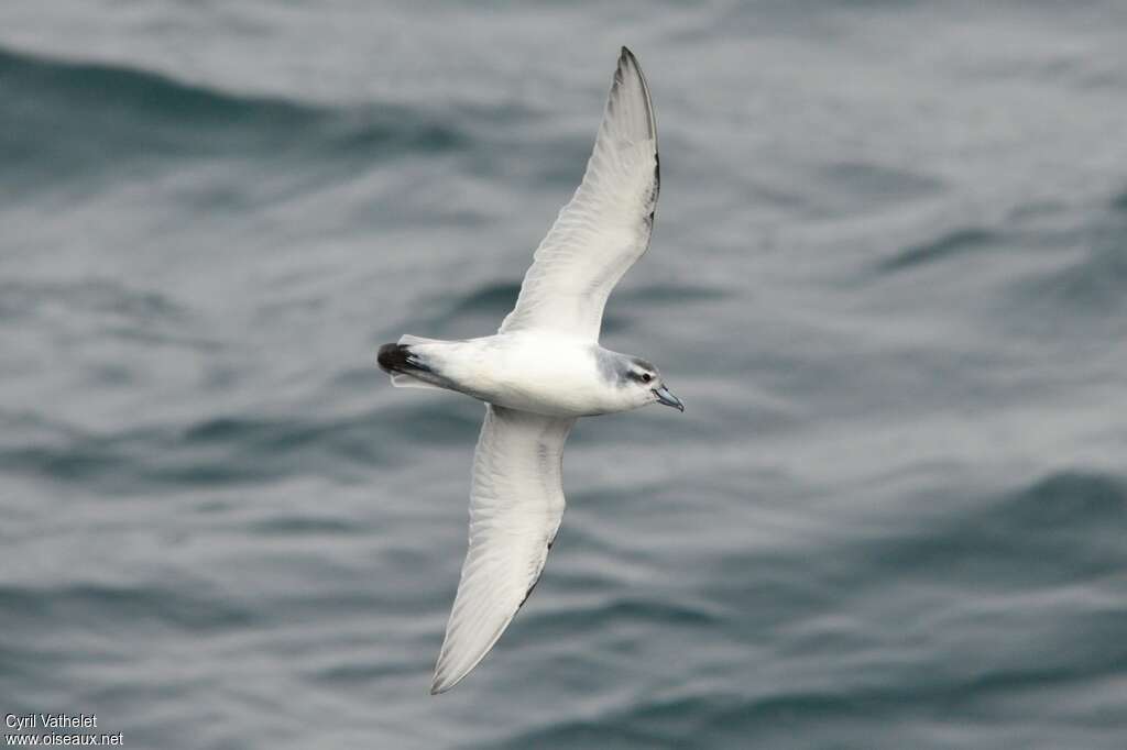 Antarctic Prion, identification, pigmentation, Flight