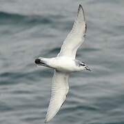 Antarctic Prion