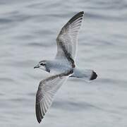 Antarctic Prion