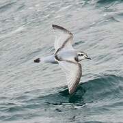 Antarctic Prion