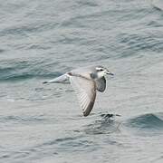 Antarctic Prion