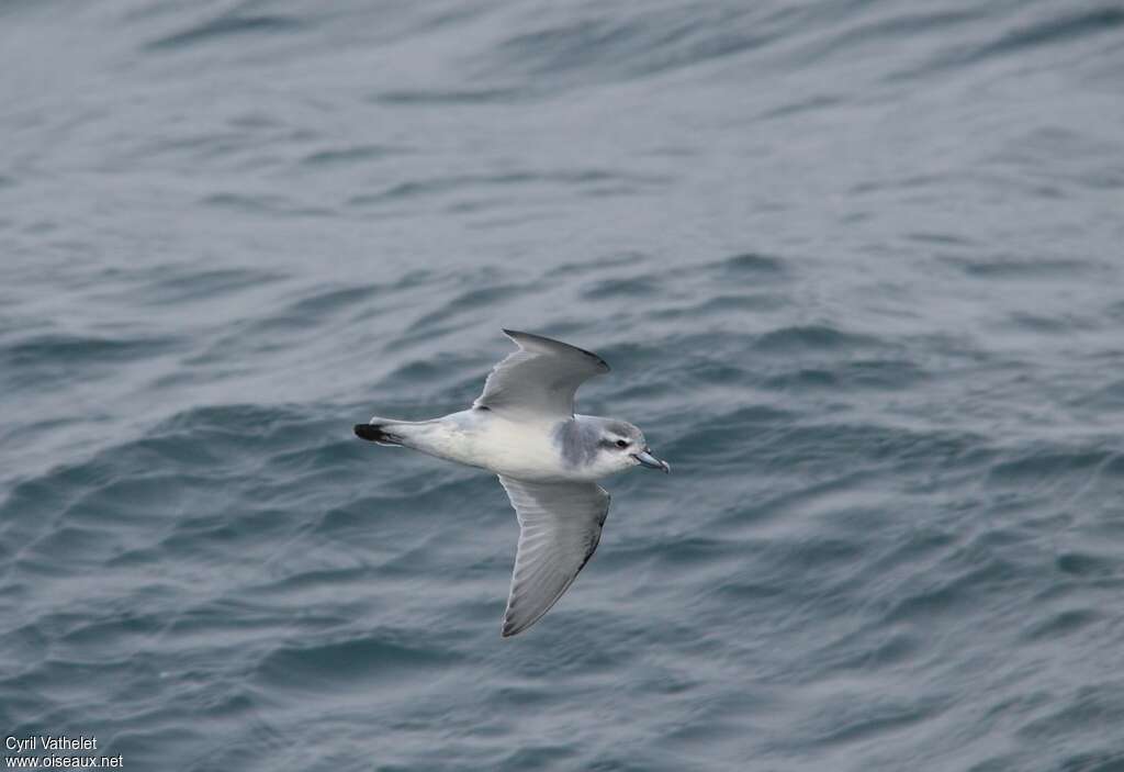 Antarctic Prionadult, identification