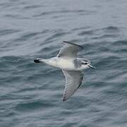 Antarctic Prion